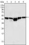 Glycogen Synthase Kinase 3 Beta antibody, TA336772, Origene, Western Blot image 