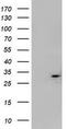 Mitochondrial Translational Initiation Factor 3 antibody, TA800452, Origene, Western Blot image 