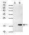 TNF Superfamily Member 9 antibody, PA5-30924, Invitrogen Antibodies, Immunoprecipitation image 