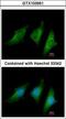 CD55 Molecule (Cromer Blood Group) antibody, LS-B11568, Lifespan Biosciences, Immunocytochemistry image 