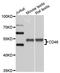 CD46 Molecule antibody, A1653, ABclonal Technology, Western Blot image 