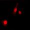 Nuclear Factor Kappa B Subunit 1 antibody, orb256719, Biorbyt, Immunofluorescence image 
