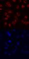 REST Corepressor 1 antibody, MAB6047, R&D Systems, Immunofluorescence image 