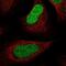 H2A Histone Family Member Y2 antibody, NBP1-92094, Novus Biologicals, Immunofluorescence image 