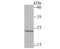 Mitotic Arrest Deficient 2 Like 2 antibody, NBP2-75562, Novus Biologicals, Western Blot image 