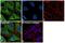 Eukaryotic Translation Termination Factor 1 antibody, PA5-28777, Invitrogen Antibodies, Immunofluorescence image 