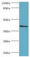 Sulfotransferase Family 2B Member 1 antibody, LS-C376721, Lifespan Biosciences, Western Blot image 