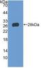 T Cell Immunoreceptor With Ig And ITIM Domains antibody, MBS2006868, MyBioSource, Western Blot image 