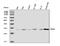 Protein Activator Of Interferon Induced Protein Kinase EIF2AK2 antibody, A02744-2, Boster Biological Technology, Western Blot image 