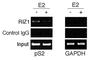 PR/SET Domain 2 antibody, F40202-0.4ML, NSJ Bioreagents, Chromatin Immunoprecipitation image 
