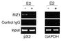 PR domain zinc finger protein 2 antibody, F40202-0.4ML, NSJ Bioreagents, Chromatin Immunoprecipitation image 