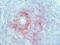 Lymphocyte Antigen 75 antibody, BM4017, Origene, Immunohistochemistry frozen image 