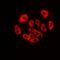 Ribosomal Protein S3A antibody, orb382017, Biorbyt, Immunofluorescence image 