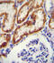 Glycine Amidinotransferase antibody, abx025718, Abbexa, Immunohistochemistry frozen image 