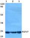 Fibroblast Growth Factor 17 antibody, A07009-1, Boster Biological Technology, Western Blot image 