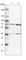 Coiled-coil domain-containing protein 6 antibody, HPA019051, Atlas Antibodies, Western Blot image 