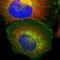 Beta-2-Microglobulin antibody, NBP1-87482, Novus Biologicals, Immunofluorescence image 