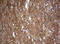 Visinin Like 1 antibody, LS-C797932, Lifespan Biosciences, Immunohistochemistry frozen image 