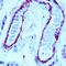 Filamin A antibody, NB600-1218, Novus Biologicals, Immunohistochemistry frozen image 