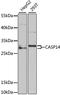 Caspase 14 antibody, GTX33063, GeneTex, Western Blot image 