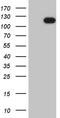 Ubiquitin Specific Peptidase 16 antibody, LS-C792031, Lifespan Biosciences, Western Blot image 