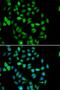 STAM Binding Protein antibody, PA5-77119, Invitrogen Antibodies, Immunofluorescence image 