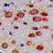 Peroxisomal Biogenesis Factor 11 Gamma antibody, LS-C356242, Lifespan Biosciences, Immunohistochemistry frozen image 
