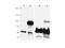 PR/SET Domain 1 antibody, A00412-2, Boster Biological Technology, Western Blot image 