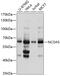 Nuclear Receptor Coactivator 5 antibody, 19-075, ProSci, Western Blot image 