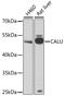 Calumenin antibody, LS-C747514, Lifespan Biosciences, Western Blot image 