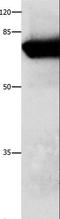 Annexin A6 antibody, LS-C403821, Lifespan Biosciences, Western Blot image 