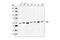 SRC Proto-Oncogene, Non-Receptor Tyrosine Kinase antibody, 2108S, Cell Signaling Technology, Western Blot image 