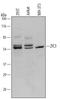 Zic Family Member 3 antibody, AF5310, R&D Systems, Western Blot image 