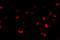 TSC Complex Subunit 2 antibody, 3509, ProSci, Immunofluorescence image 