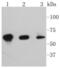 P21 (RAC1) Activated Kinase 3 antibody, NBP2-67484, Novus Biologicals, Western Blot image 