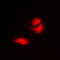 G3BP Stress Granule Assembly Factor 1 antibody, LS-C353243, Lifespan Biosciences, Immunofluorescence image 