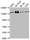 Abelson Helper Integration Site 1 antibody, CSB-PA836642LA01HU, Cusabio, Western Blot image 