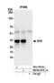 NSL1 Component Of MIS12 Kinetochore Complex antibody, NB100-2575, Novus Biologicals, Western Blot image 