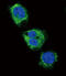 Fibrinogen Gamma Chain antibody, abx032881, Abbexa, Immunofluorescence image 