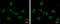 Mediator Complex Subunit 8 antibody, GTX108837, GeneTex, Immunocytochemistry image 
