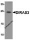 GTP-binding protein Di-Ras3 antibody, 8139, ProSci, Western Blot image 