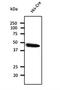 Cre Recombinase antibody, orb153324, Biorbyt, Western Blot image 