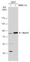 MRE11A antibody, GTX118741, GeneTex, Western Blot image 