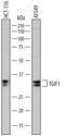 TGFB Induced Factor Homeobox 1 antibody, AF7555, R&D Systems, Western Blot image 