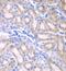 Aldehyde Dehydrogenase 1 Family Member A2 antibody, FNab00285, FineTest, Immunohistochemistry frozen image 