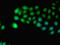 Indoleamine 2,3-dioxygenase 2 antibody, orb242915, Biorbyt, Immunocytochemistry image 