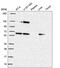 SEC24 Homolog A, COPII Coat Complex Component antibody, PA5-66043, Invitrogen Antibodies, Western Blot image 