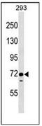 EPS8 Like 1 antibody, AP51447PU-N, Origene, Western Blot image 