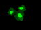 Transmembrane protein 100 antibody, LS-C784350, Lifespan Biosciences, Immunofluorescence image 