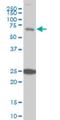 Tripartite Motif Containing 25 antibody, H00007706-M03, Novus Biologicals, Western Blot image 